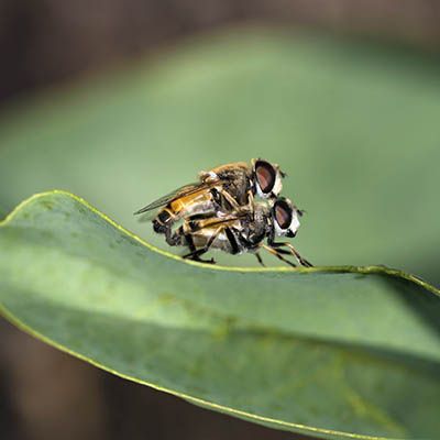 Hoverflies in Love-  Mohamadjavadi