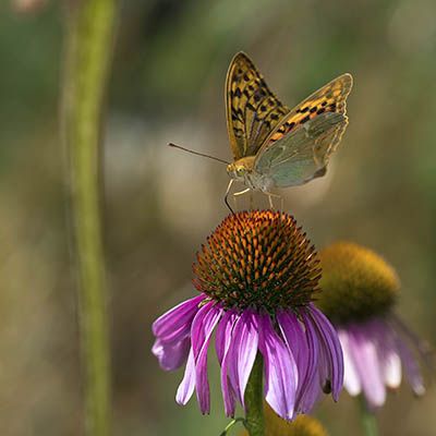  Argynnis Pandora-Mohamadjavadi