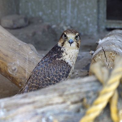 عقاب- صدف فرهادی