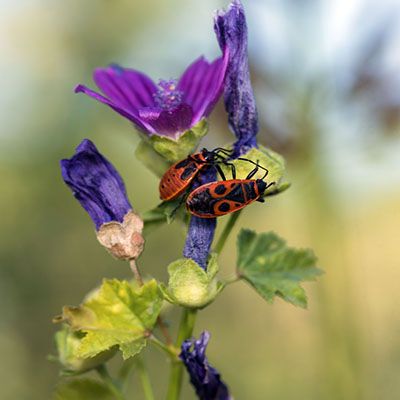 سن قرمز (Pyrrhocoris apterus) - حسین محمد جوادی